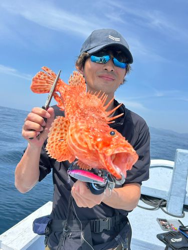 オニカサゴの釣果