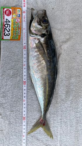 マアジの釣果