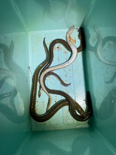 ニホンウナギの釣果