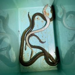 ニホンウナギ