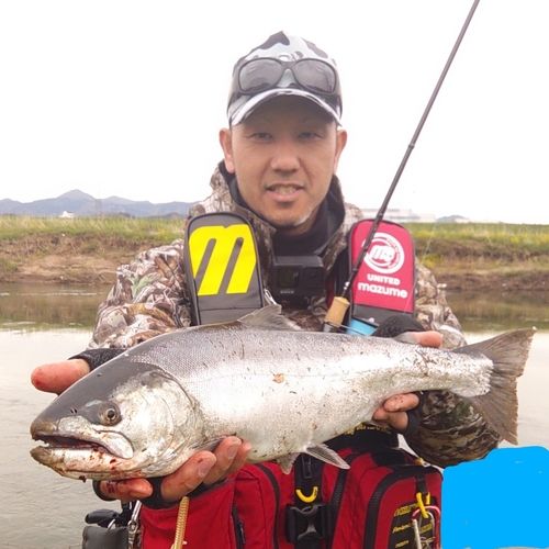 サクラマスの釣果