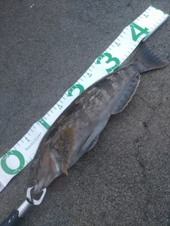 アイナメの釣果