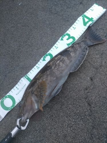 アイナメの釣果