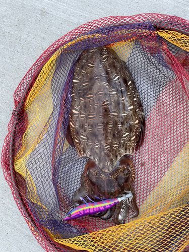 コウイカの釣果
