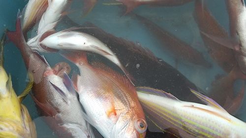 タイの釣果