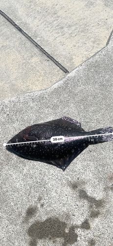 クロガシラガレイの釣果