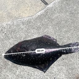 クロガシラガレイ