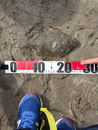 イシガレイの釣果