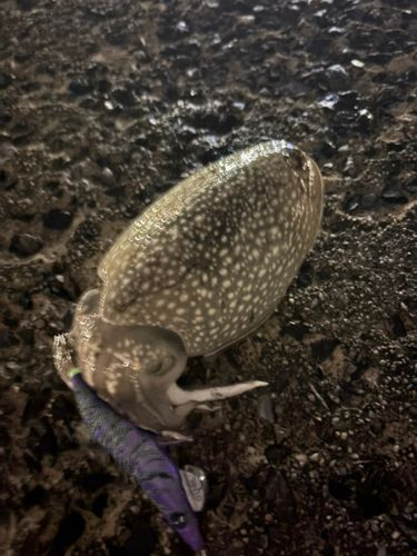 コウイカの釣果