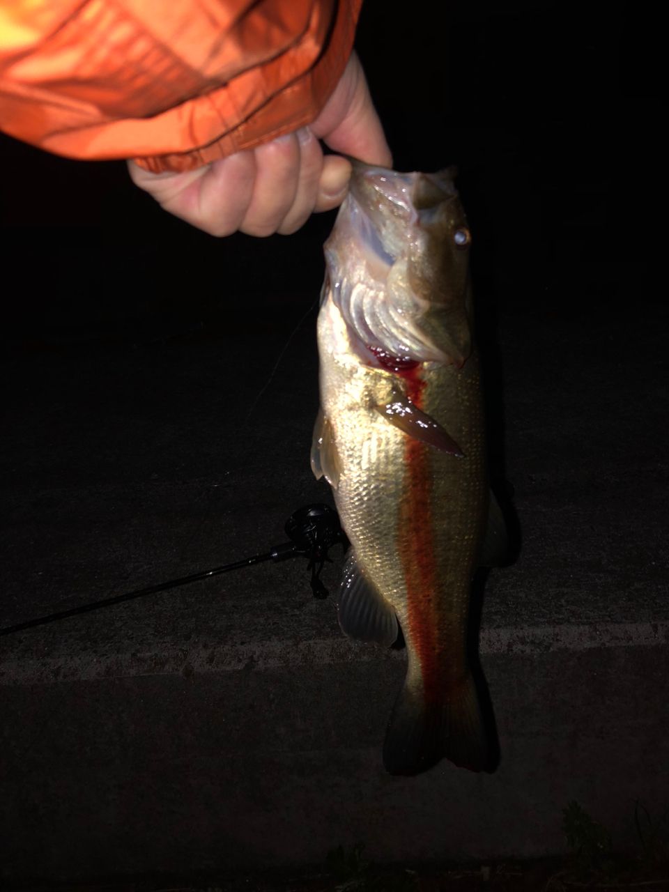 ラージマウスバス