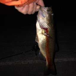 ラージマウスバス