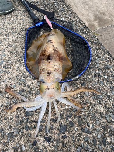 アオリイカの釣果