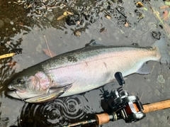 ニジマスの釣果
