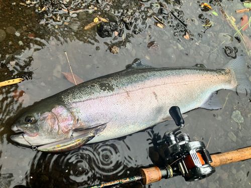 ニジマスの釣果