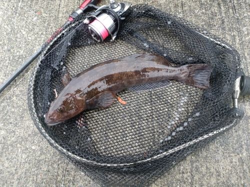 アイナメの釣果