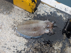 モンゴウイカの釣果