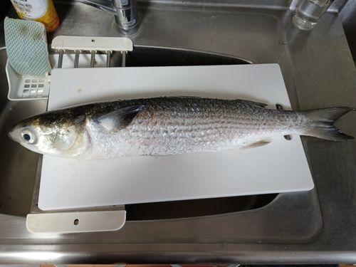 ボラ