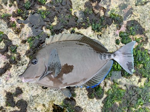 ニザダイの釣果