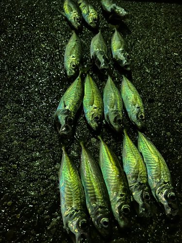 アジの釣果