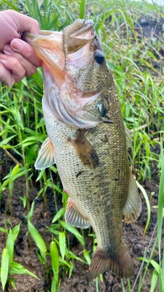 ブラックバスの釣果