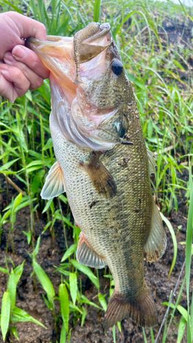 ブラックバスの釣果