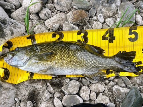 スモールマウスバスの釣果