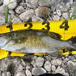 スモールマウスバス