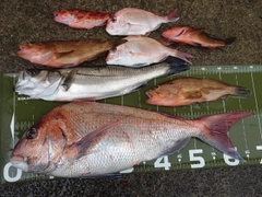 マダイの釣果