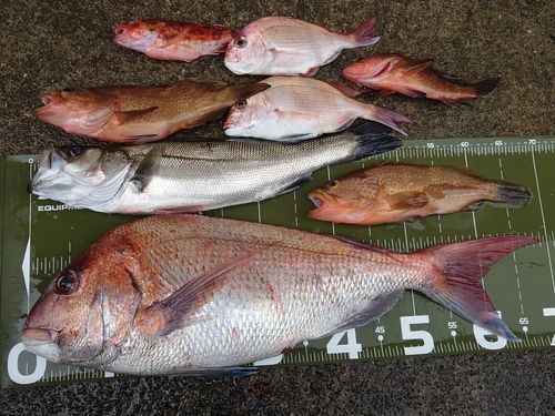 マダイの釣果