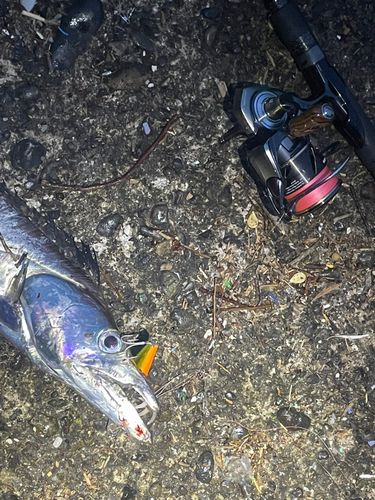 タチウオの釣果