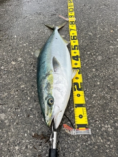ブリの釣果