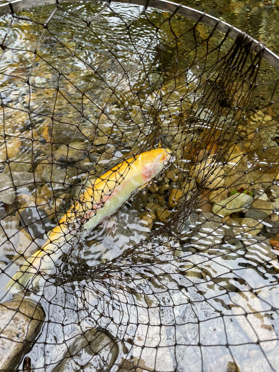 アルビノニジマス