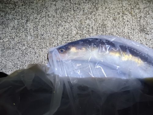 アナゴの釣果