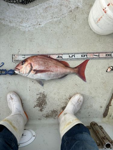 マダイの釣果
