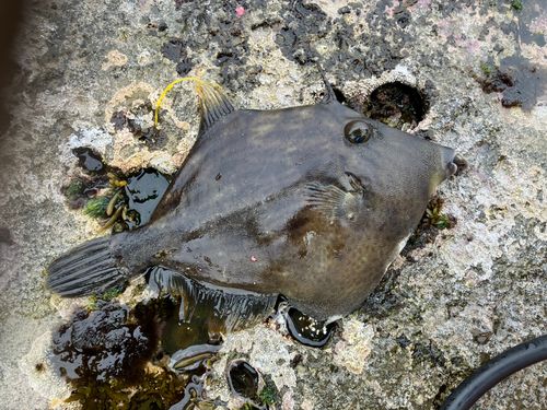 カワハギの釣果