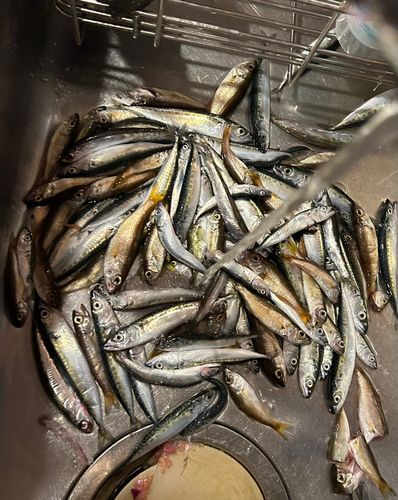 サバの釣果