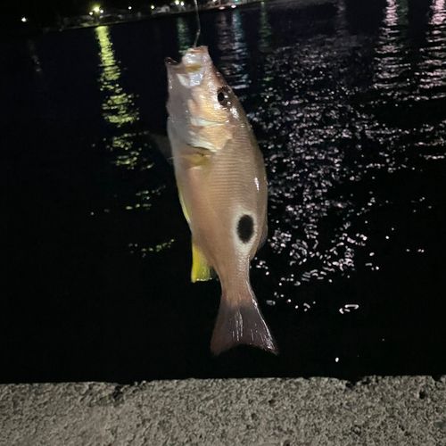 イッテンフエダイの釣果