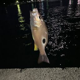 イッテンフエダイ