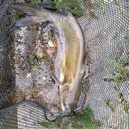 アメリカナマズ