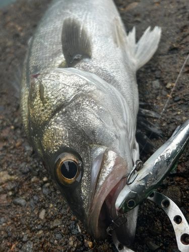 スズキの釣果