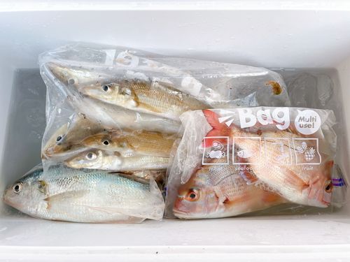 シロギスの釣果