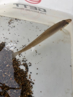キスの釣果