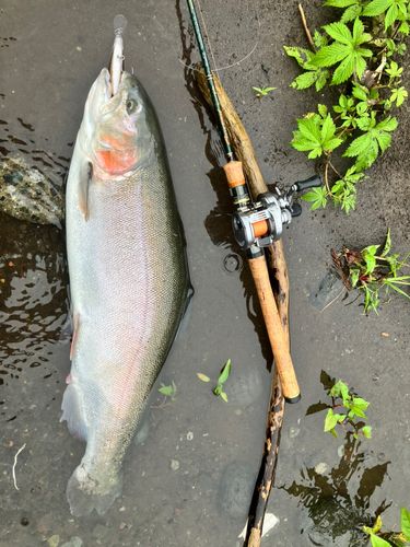 ニジマスの釣果