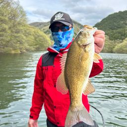 スモールマウスバス