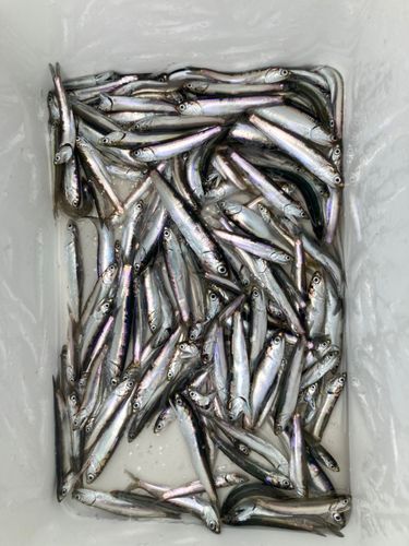 カタクチイワシの釣果