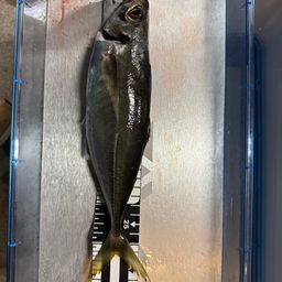 アジ