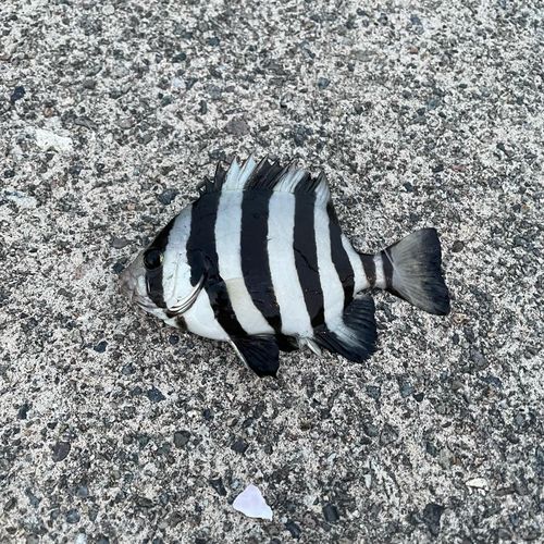 イシダイの釣果
