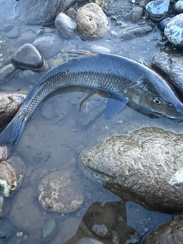 ニゴイの釣果