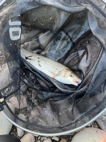 ウグイの釣果