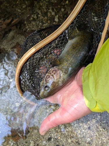 イワナの釣果